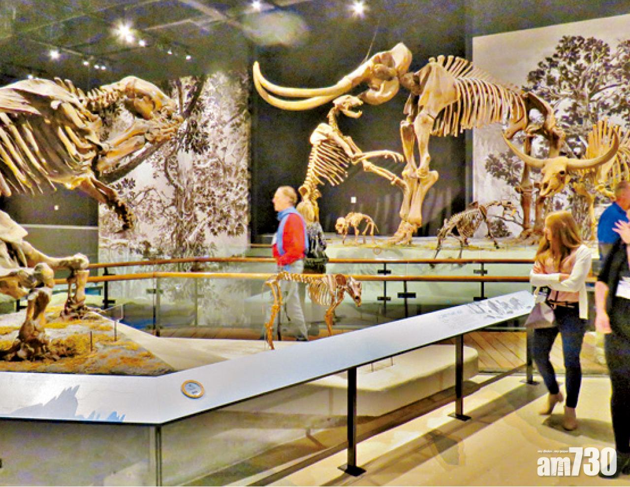 自然歷史博物館除了恐龍,也有遠古哺乳類動物。
