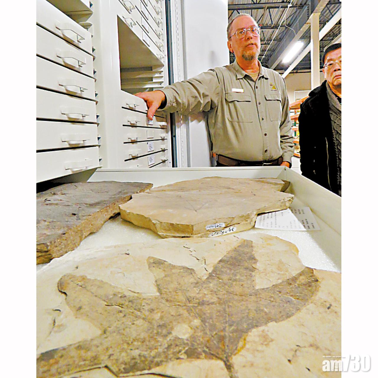 古生物學家向遊客展視檔案收藏的化石標本。