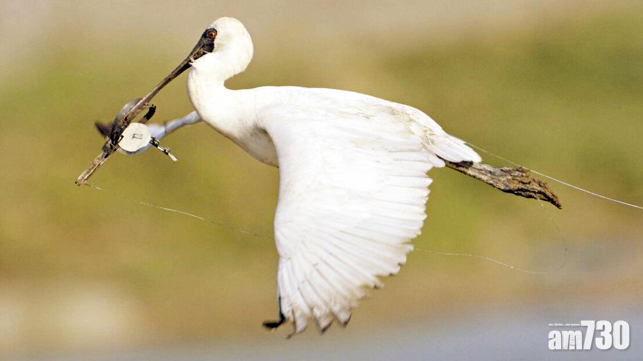 於1月22日在甩洲發現的受傷黑臉琵鷺 (Simon Chan圖片)