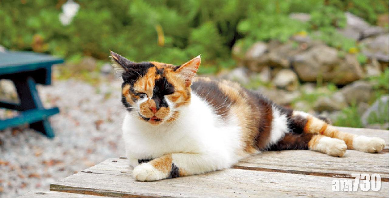 城跡一帶有很多野貓,伏在一旁冷眼看世界。