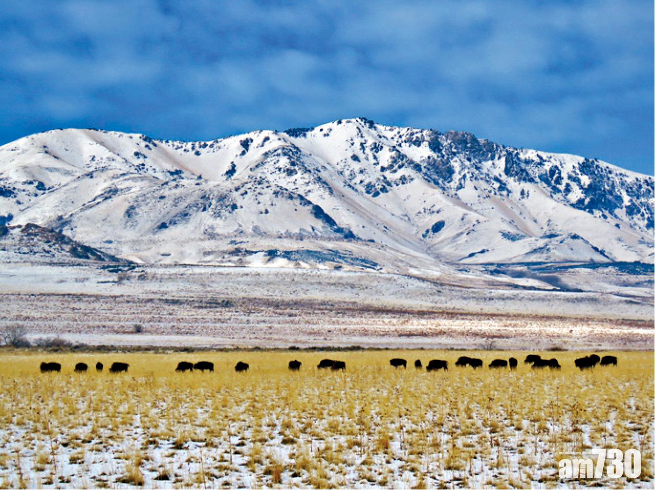 藍天雪山下的水牛群。