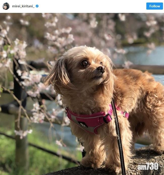 桐谷經常將愛犬生活照放上社交網。