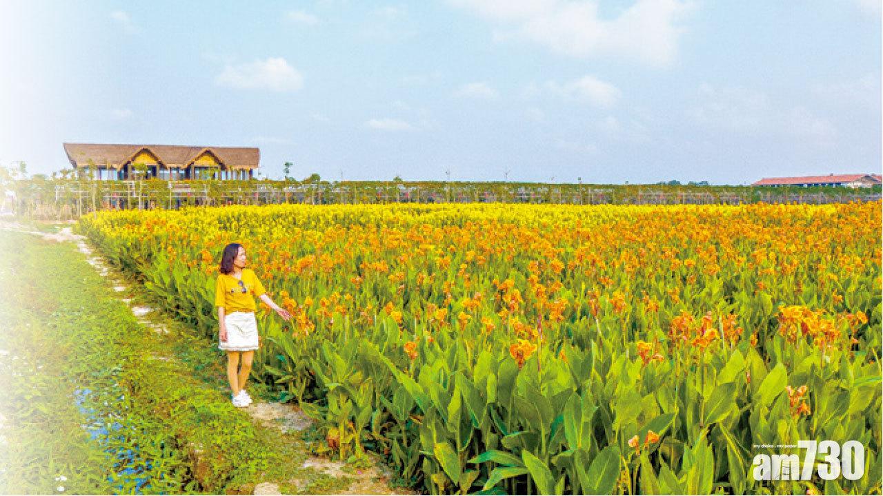 水稻公園有不少花海,任由大家打卡放題,圖中花朵為不同顏色的「美人蕉」。