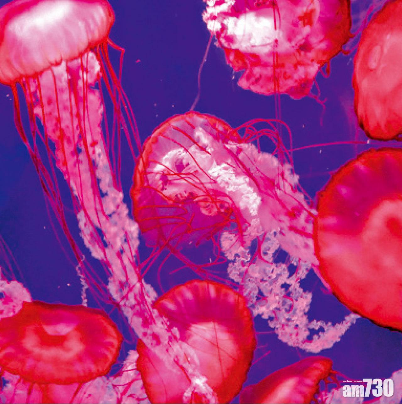 失落的空間水族館有超過86,000隻海洋生物供觀賞,圖為一種名為「大平洋海蕁麻」的水母。