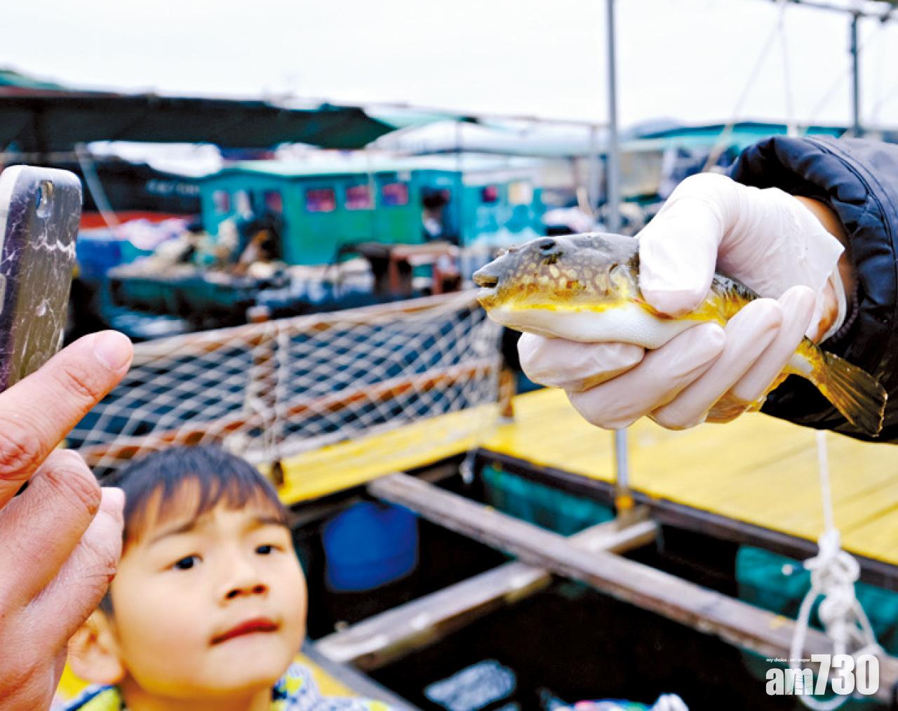 雞泡魚大特寫+疑惑的謙謙。雞泡魚不同部位質感有別,未摸過又點知。
