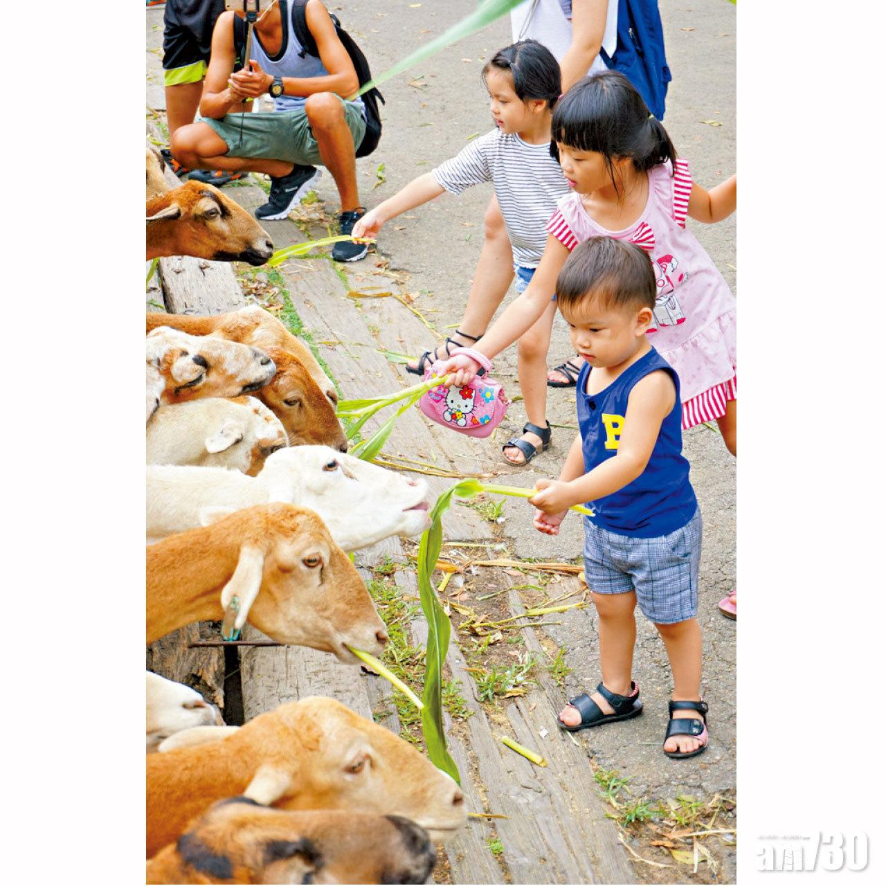 餵羊吃草已成為親子打卡呃Like的指定活動。