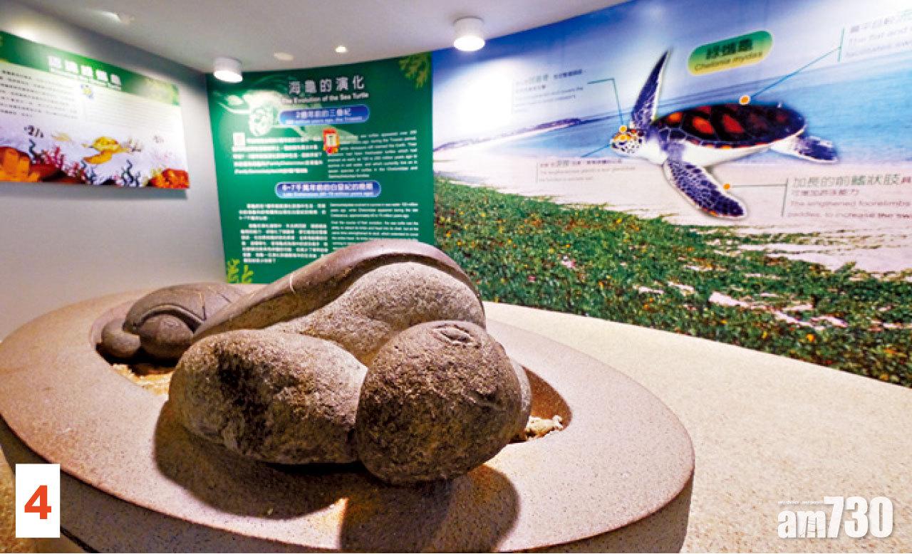 4 2002年落成的「綠蠵龜觀光保育中心」,介紹綠蠵龜的生態知識。