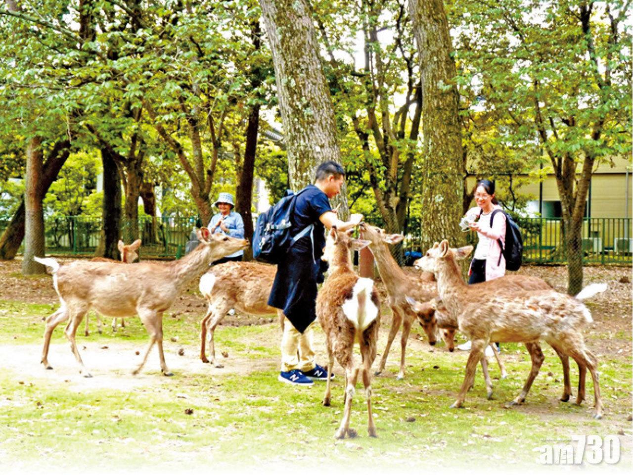遊客餵食行為,吸引鹿隻注意。