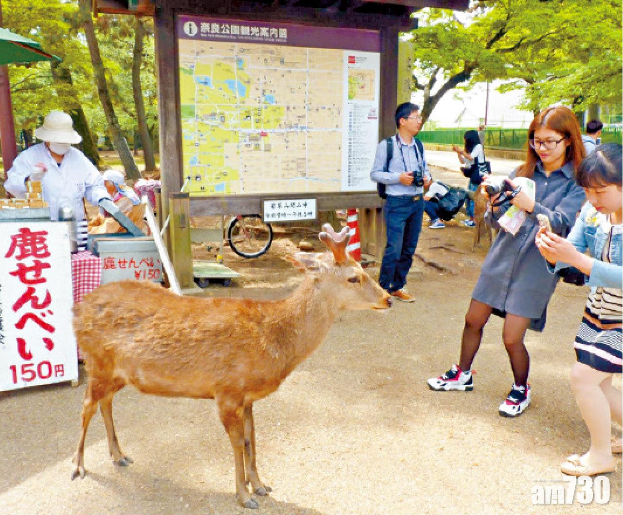 難得有鹿企定定做模特兒,把握機會拍攝。