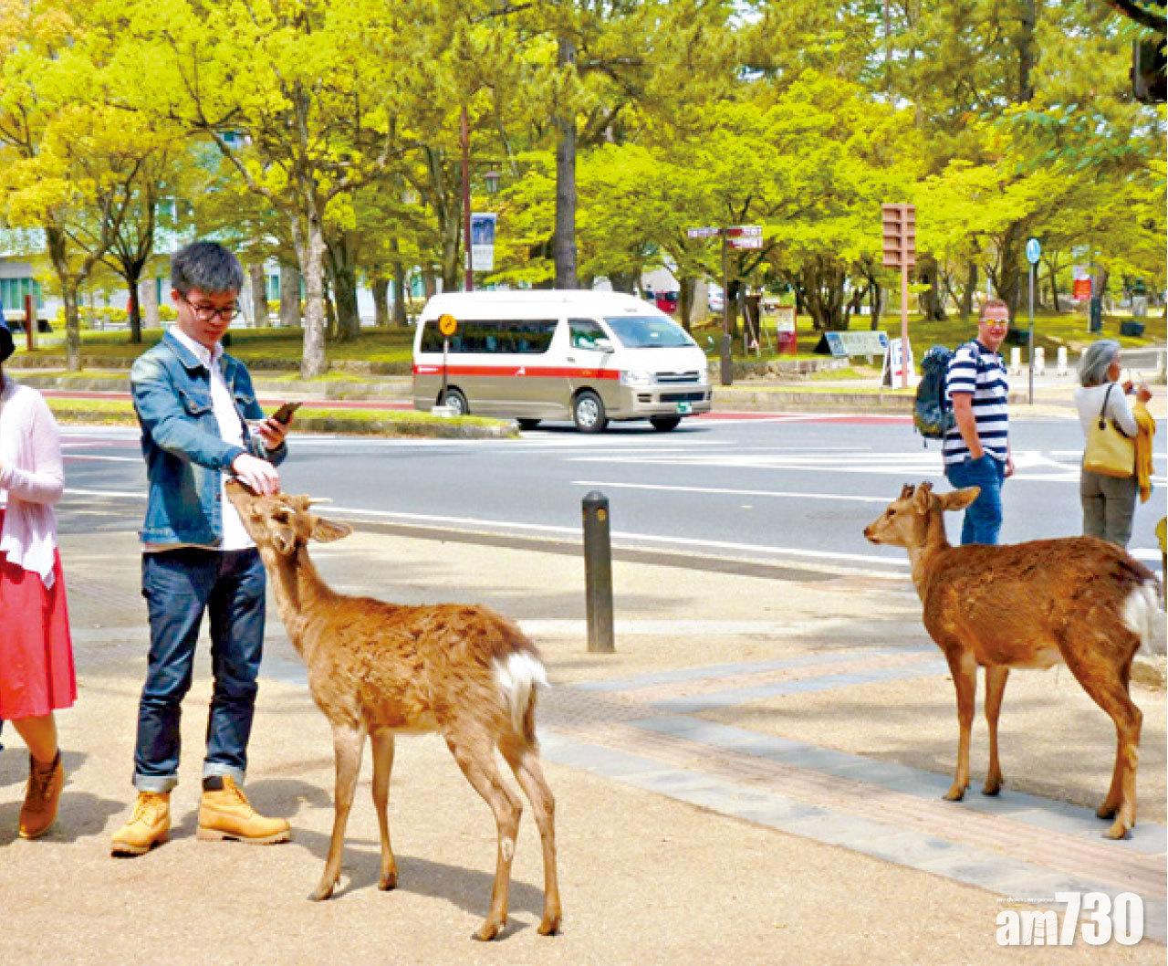 鹿不知不覺走近路邊,有點兒危險。