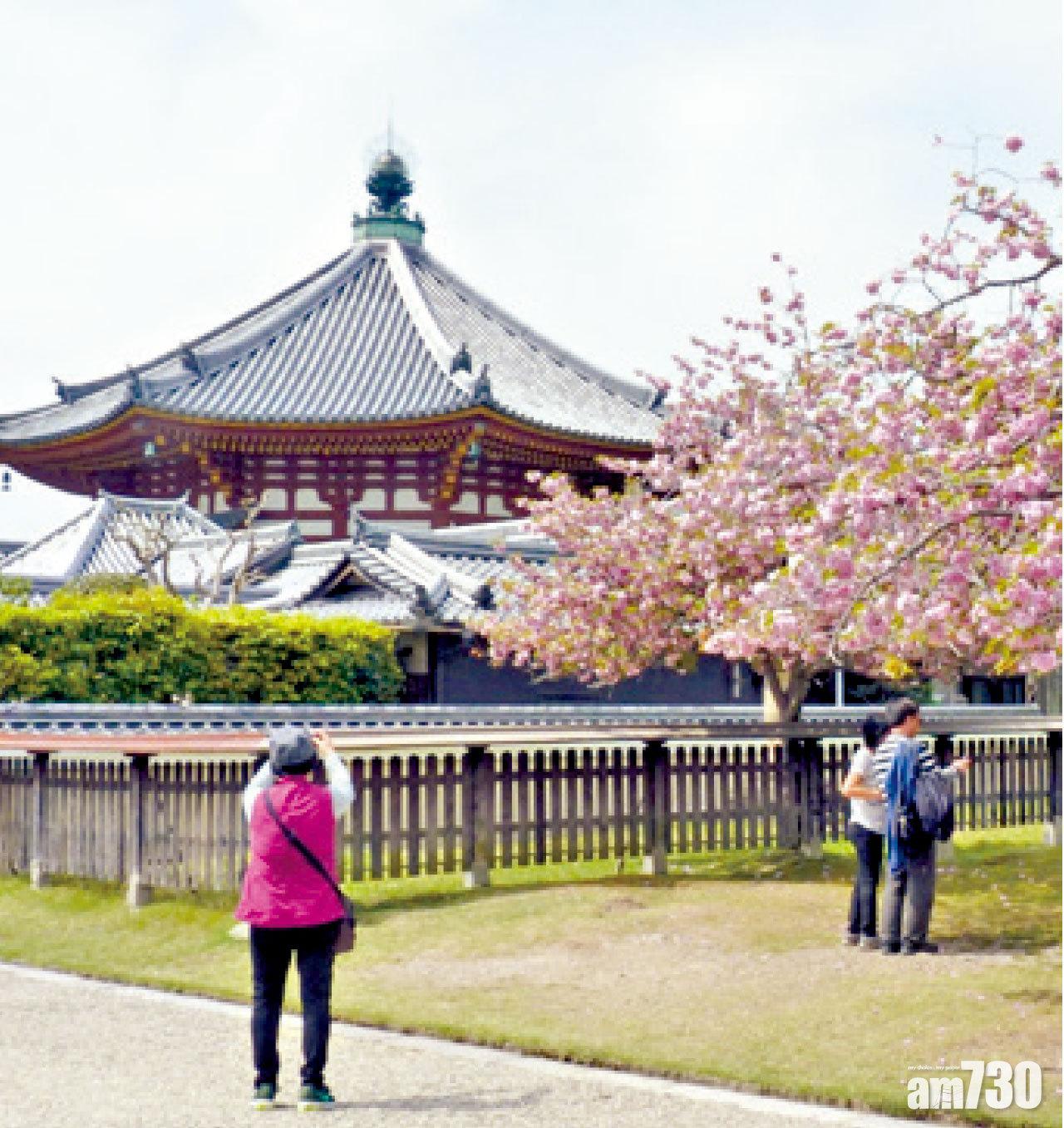 遇上賞花季節,鮮花滿園。