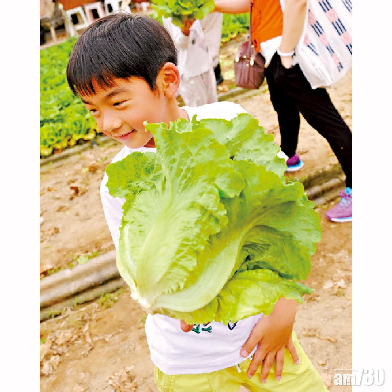 絕無花假,生菜比謙謙的臉還要大,35元有8大個!