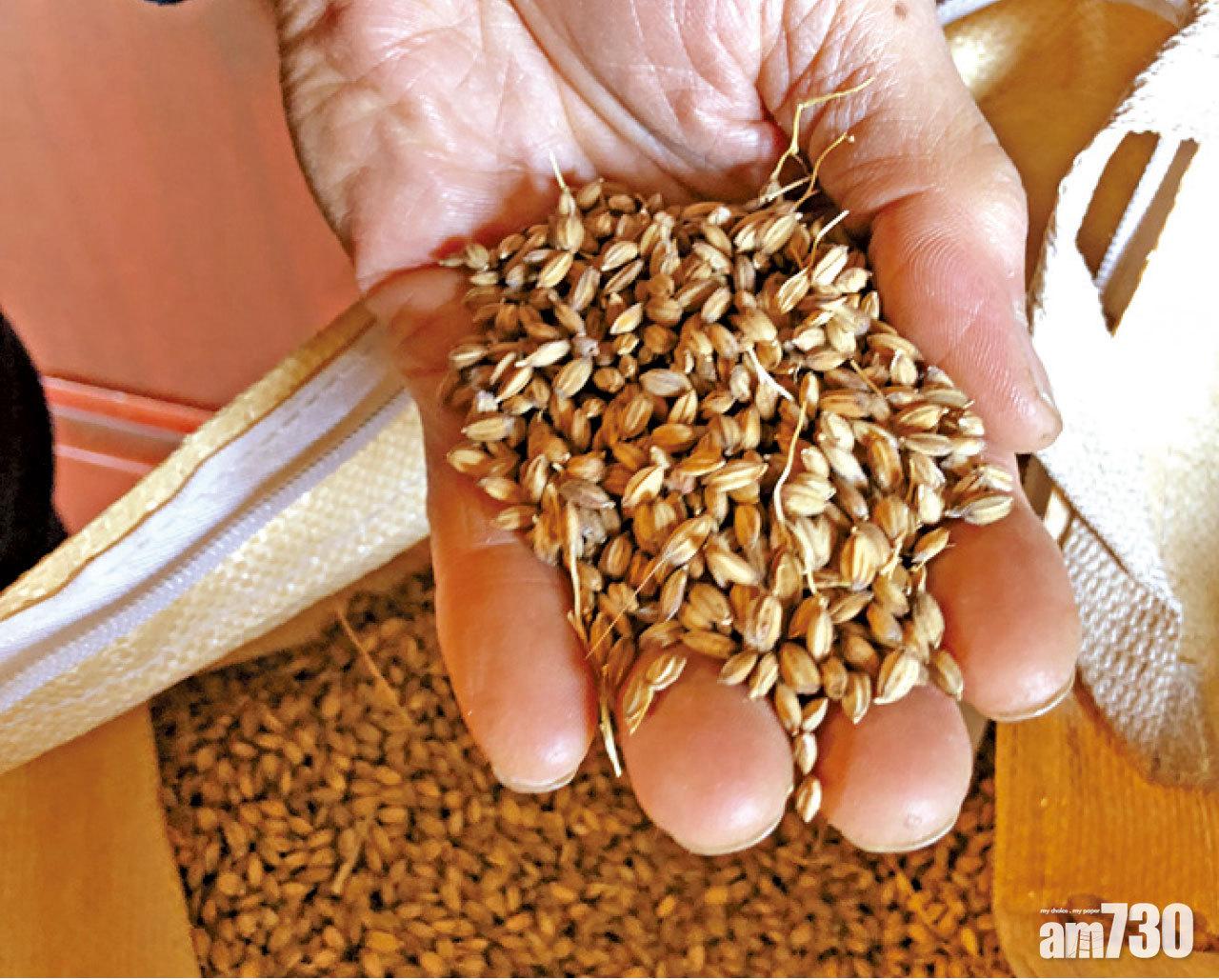 松本安雄自家種植的稻米,要煮時才除去稻殼。