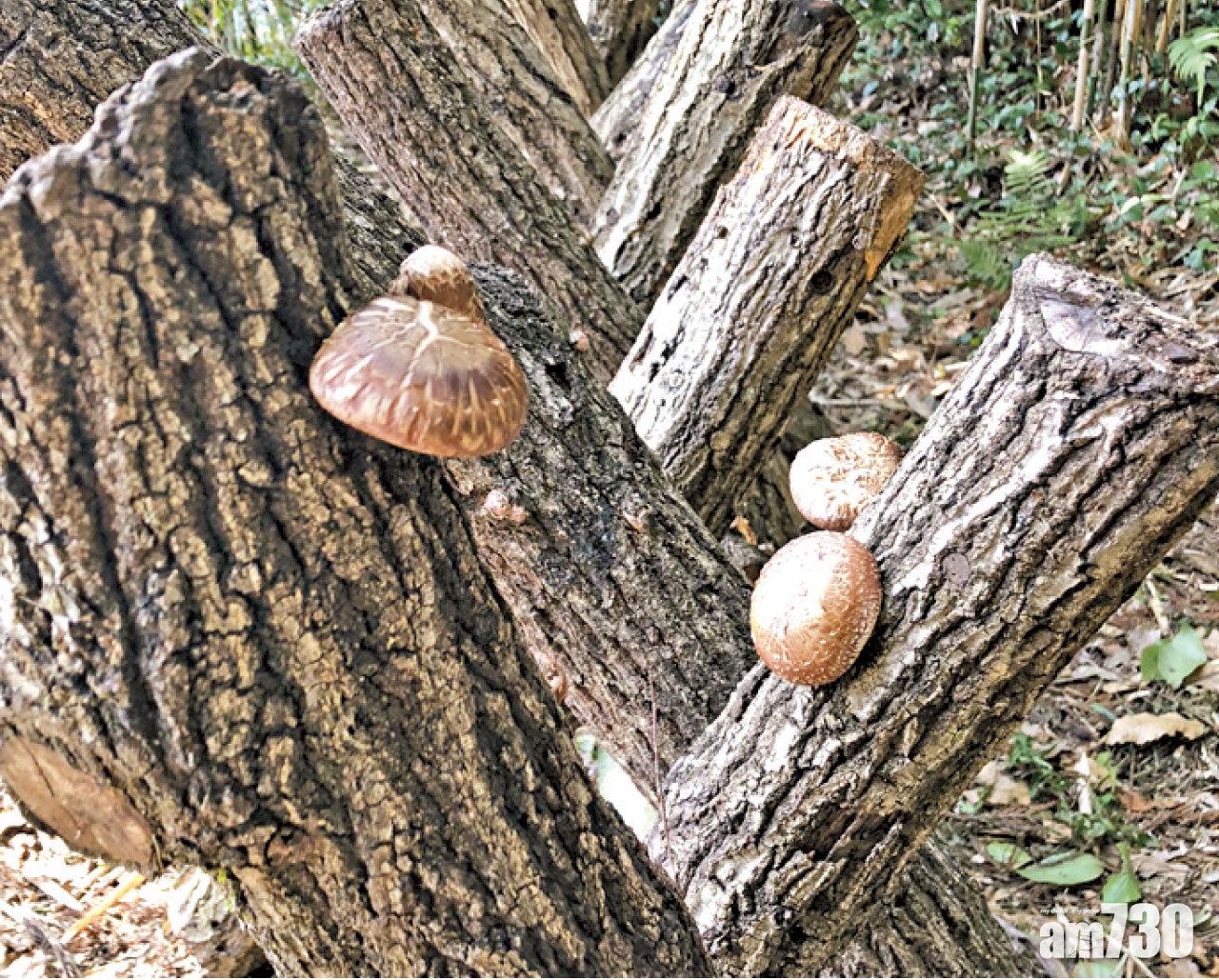 在古民家之宿的後園,松本安雄自行培植椎茸。
