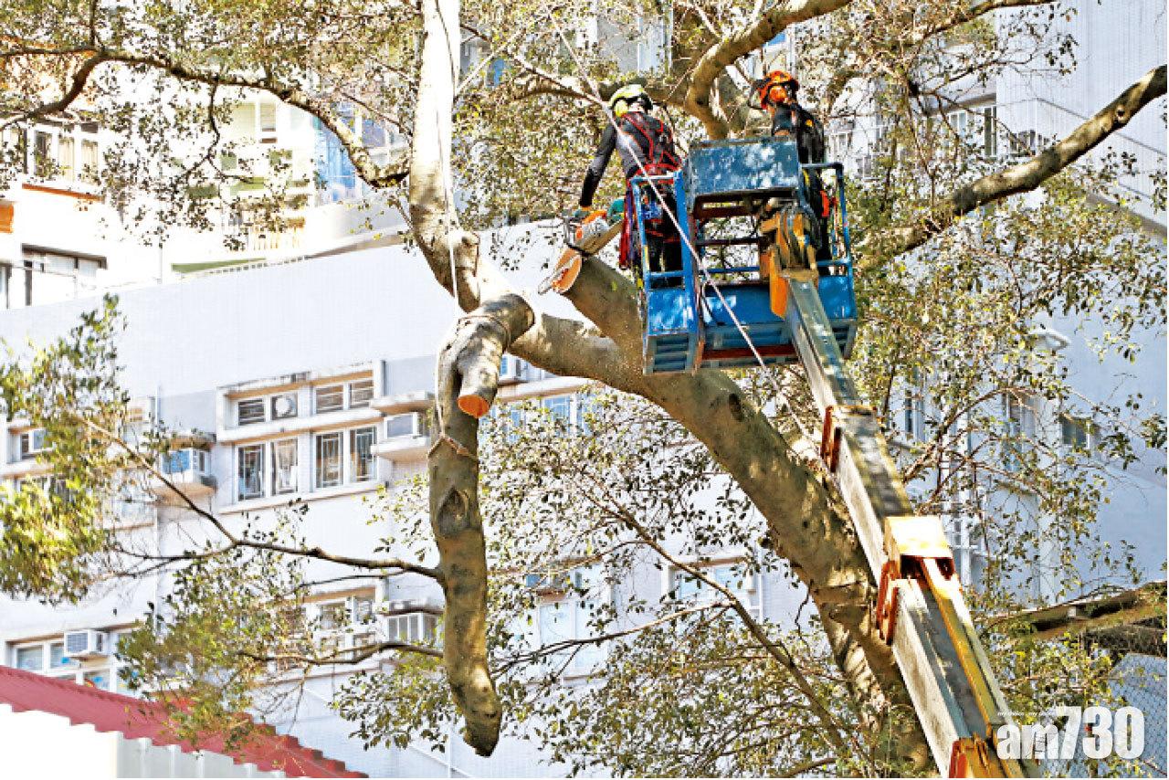 地政總署人員昨午起移除大樹。(鍾式明攝)