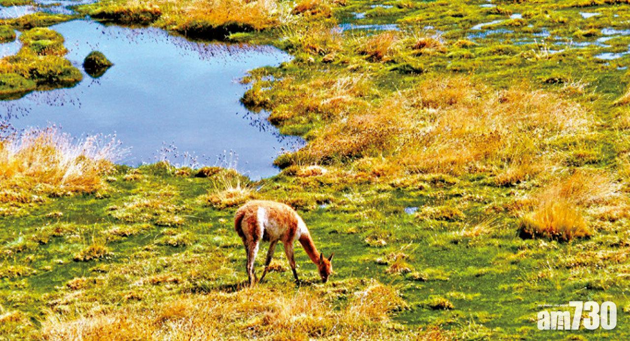 高原路上,有機會遇上野生小羊駝。