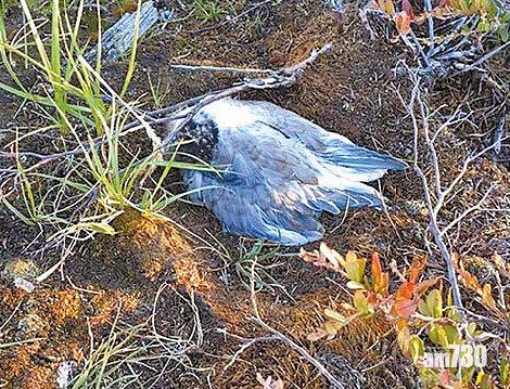 有紅嘴鷗死亡。