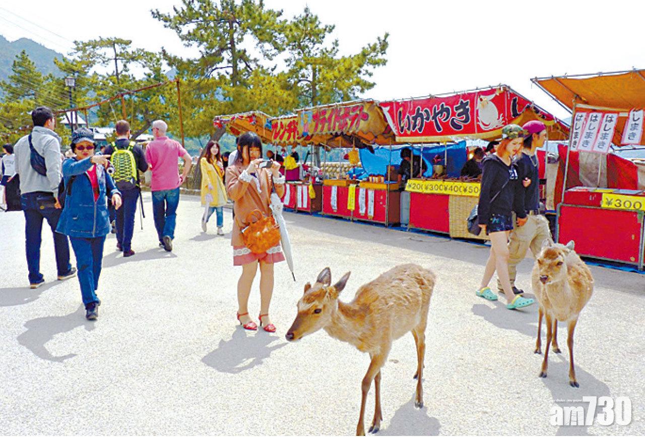通往神社路上,有很多梅花鹿。
