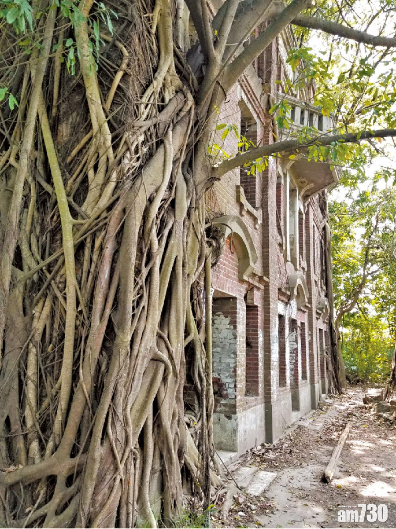 老樹盤根,綠蔭遮天。