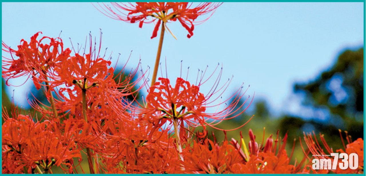 秋の彼岸(あきのひがん)