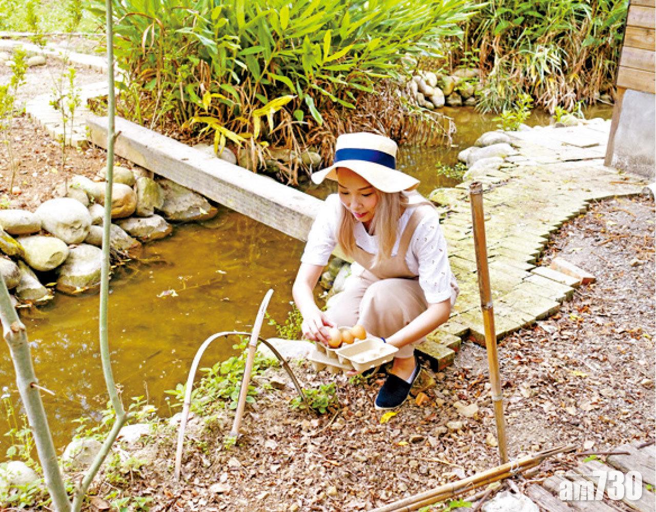 雞蛋分布於雞舍不同位置,參加者可以邊走邊撿。