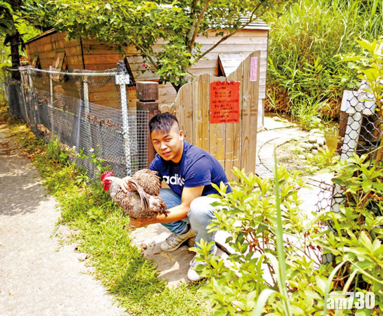 導賞員親自捉雞,教導參加者如何分辨雞隻的優劣以及品種特性。