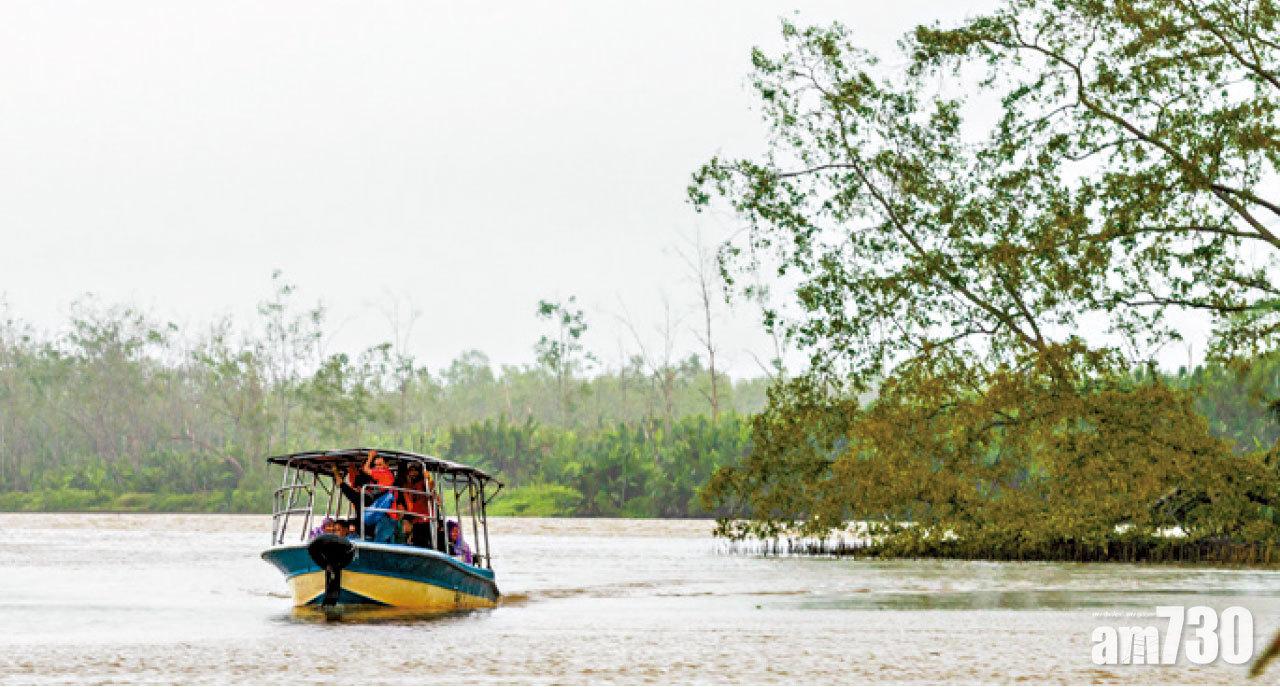 每天有很多小船載遊客沿河尋找長鼻猴的蹤影。