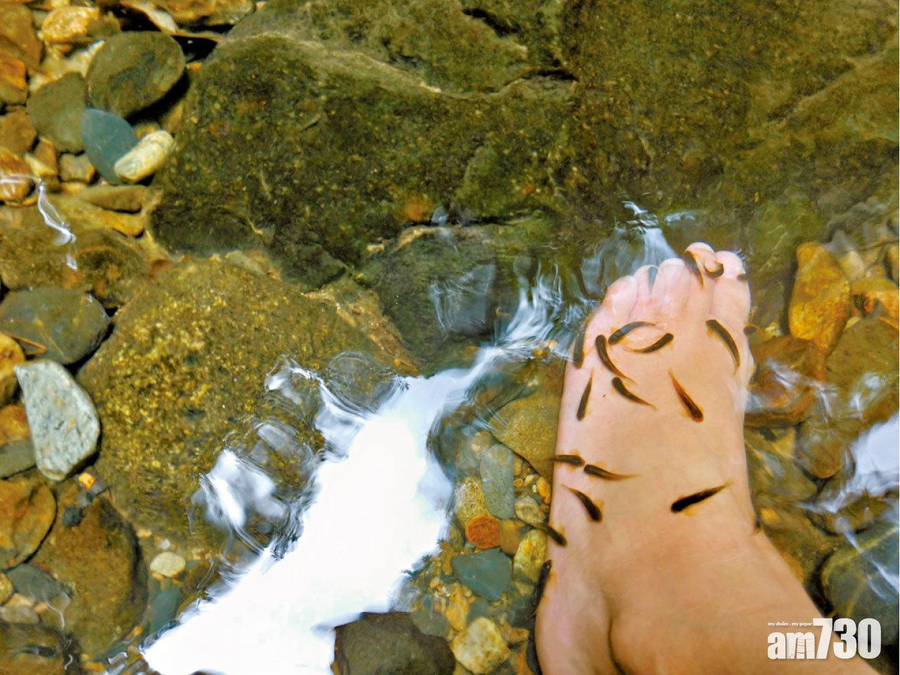 小魚游來為大家去死皮感覺痕癢。