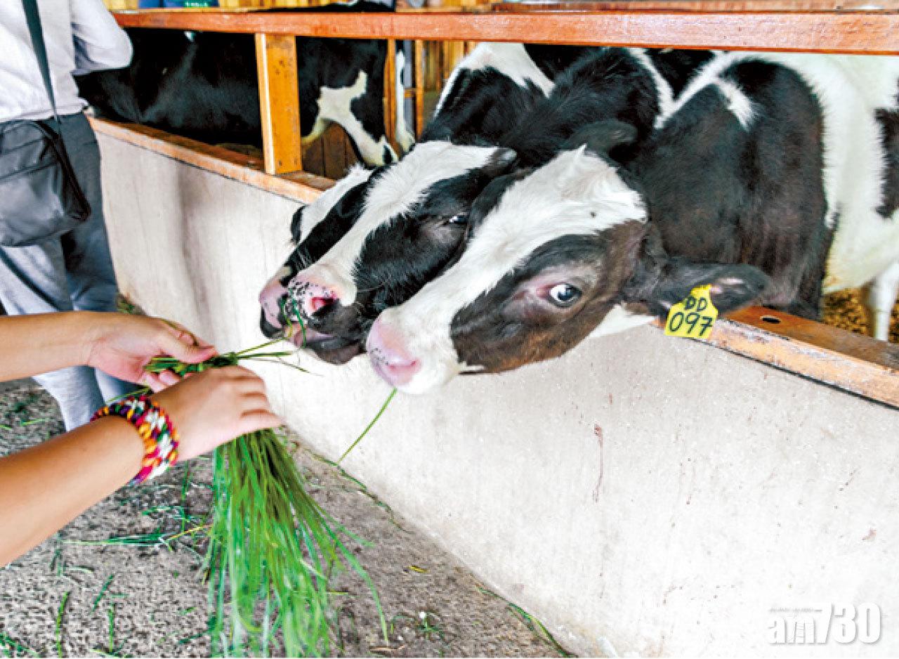 在牧場內大家可以買飼料餵乳牛。