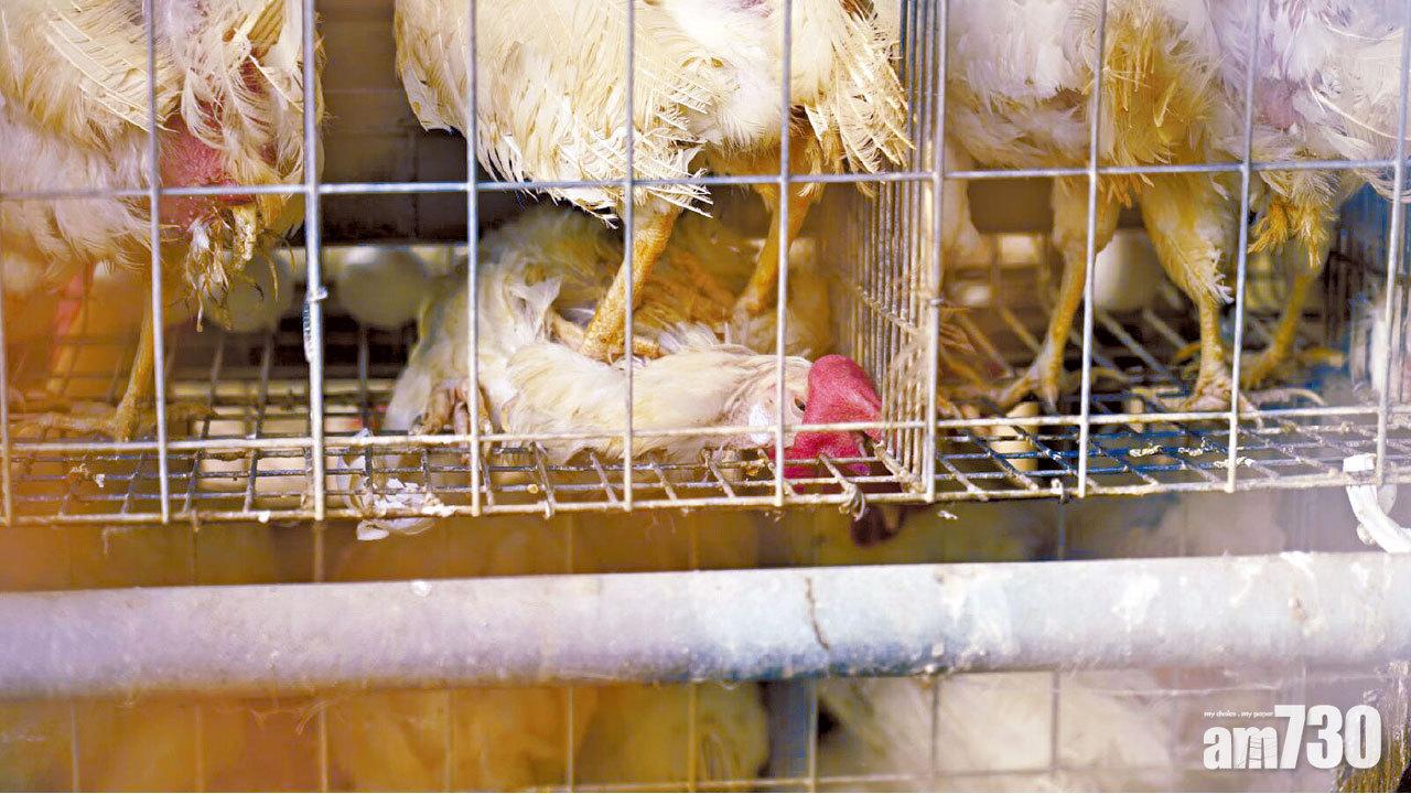 籠屋雞生活環境擠迫,有疑似死雞被另一隻雞踩踏。(Lever槓桿提供)