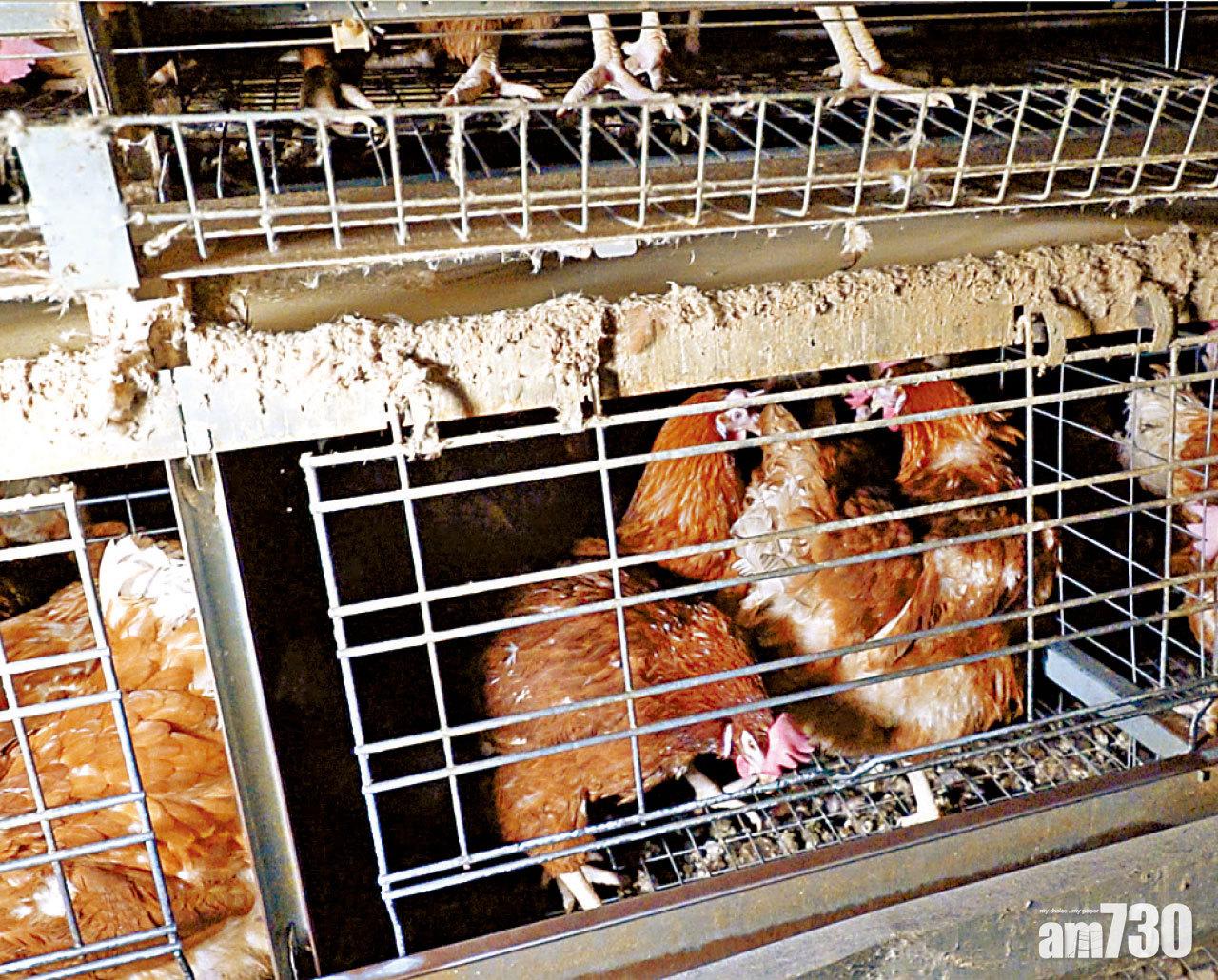 Lever槓桿曾到澳洲農場放蛇,雞籠沾滿雞糞。(Lever槓桿提供)