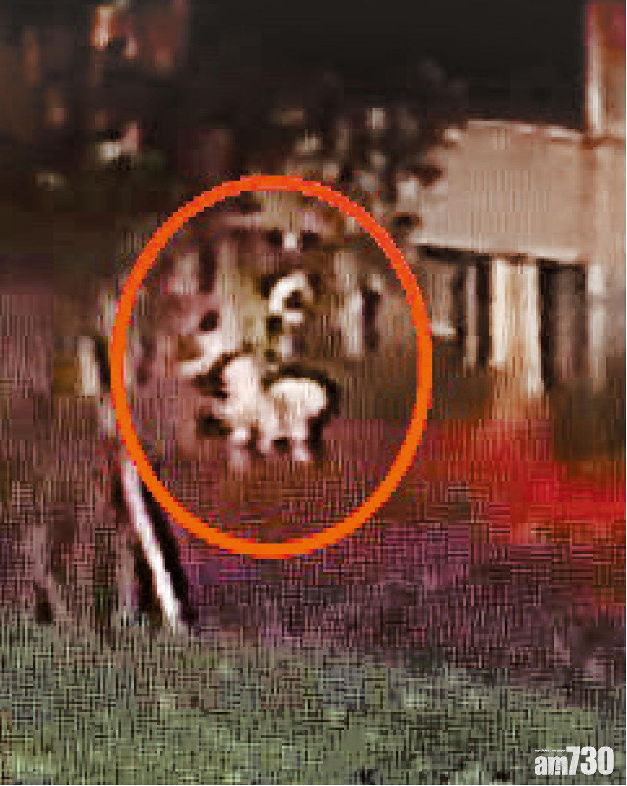 李女抱著2隻貓離開現場。