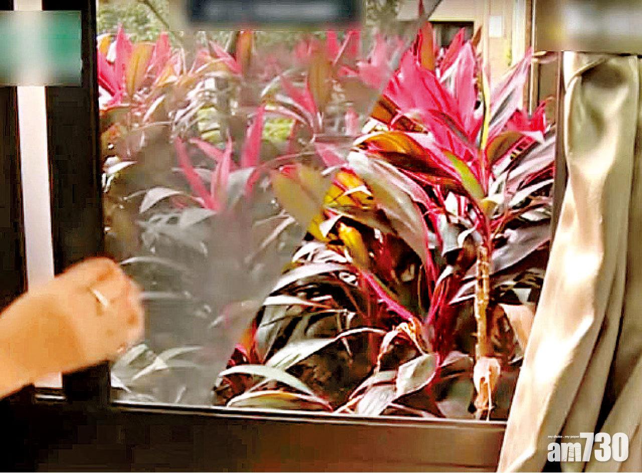 張女展示被割開的窗紗。