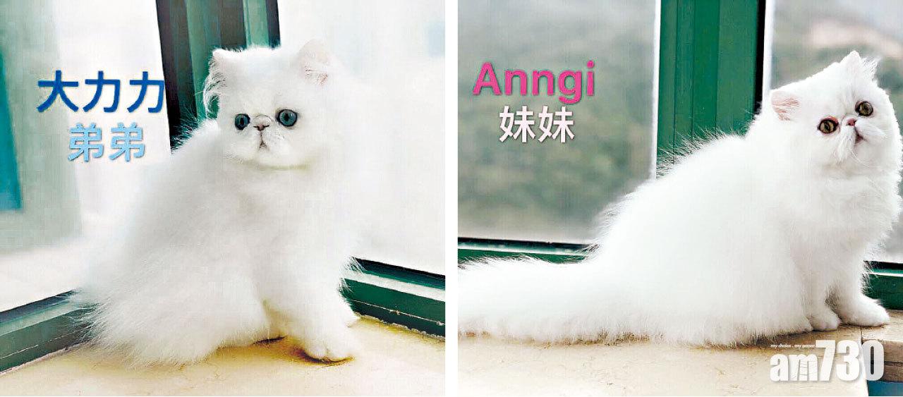 兩隻被偷走的波斯貓。