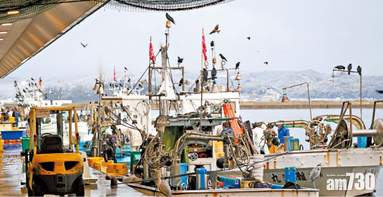 漁船一艘接一艘泊岸,吸引大量海鷗、烏鴉來「偷吃」。