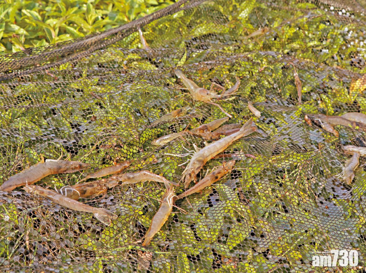部分魚塘開始轉養白蝦,不排除會改變當區生態。