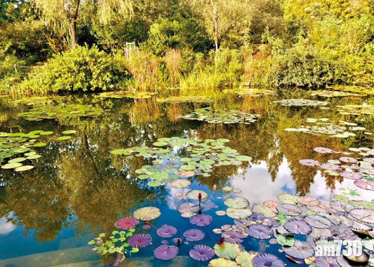 莫內之庭的睡蓮景色,與莫內的名作《睡蓮》有點相似。