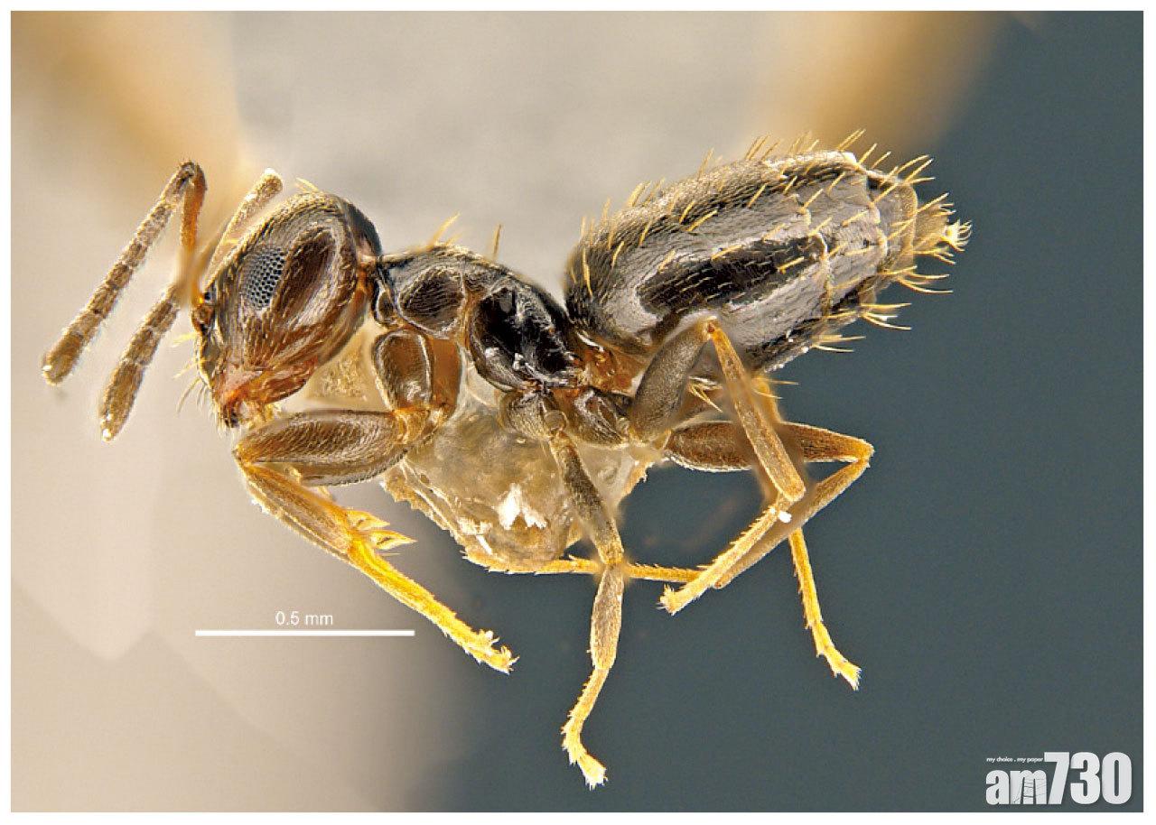 團隊發現巴塔哥尼亞短蟻入侵紅磡。(港大提供)