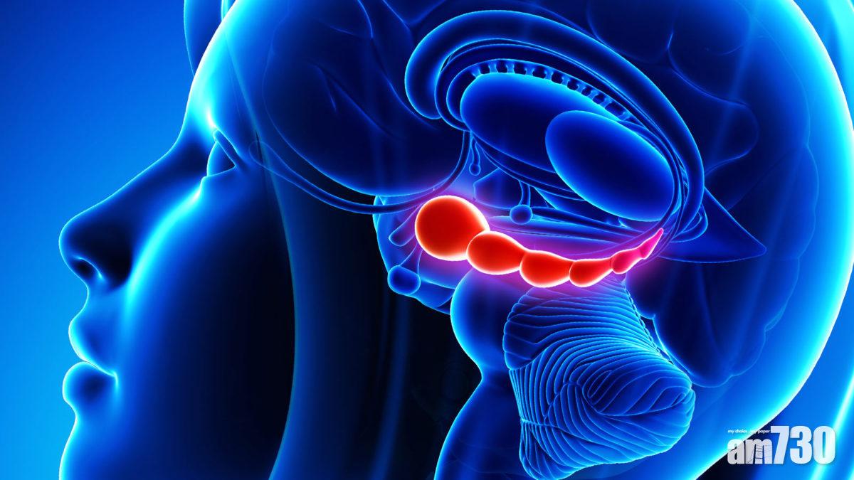 能左右恐懼記憶影響的神經細胞「削弱神經元」,原來隱藏在海馬體內。(互聯網圖片)