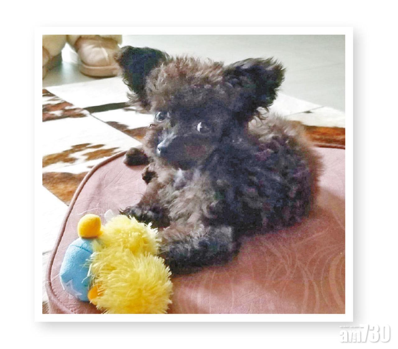 不要再追問「小三」身份,伸張正義與八婆事非是有分別的,媒體朋友不如找我談寵物經,我的新寵 Minnie足6個月大了。