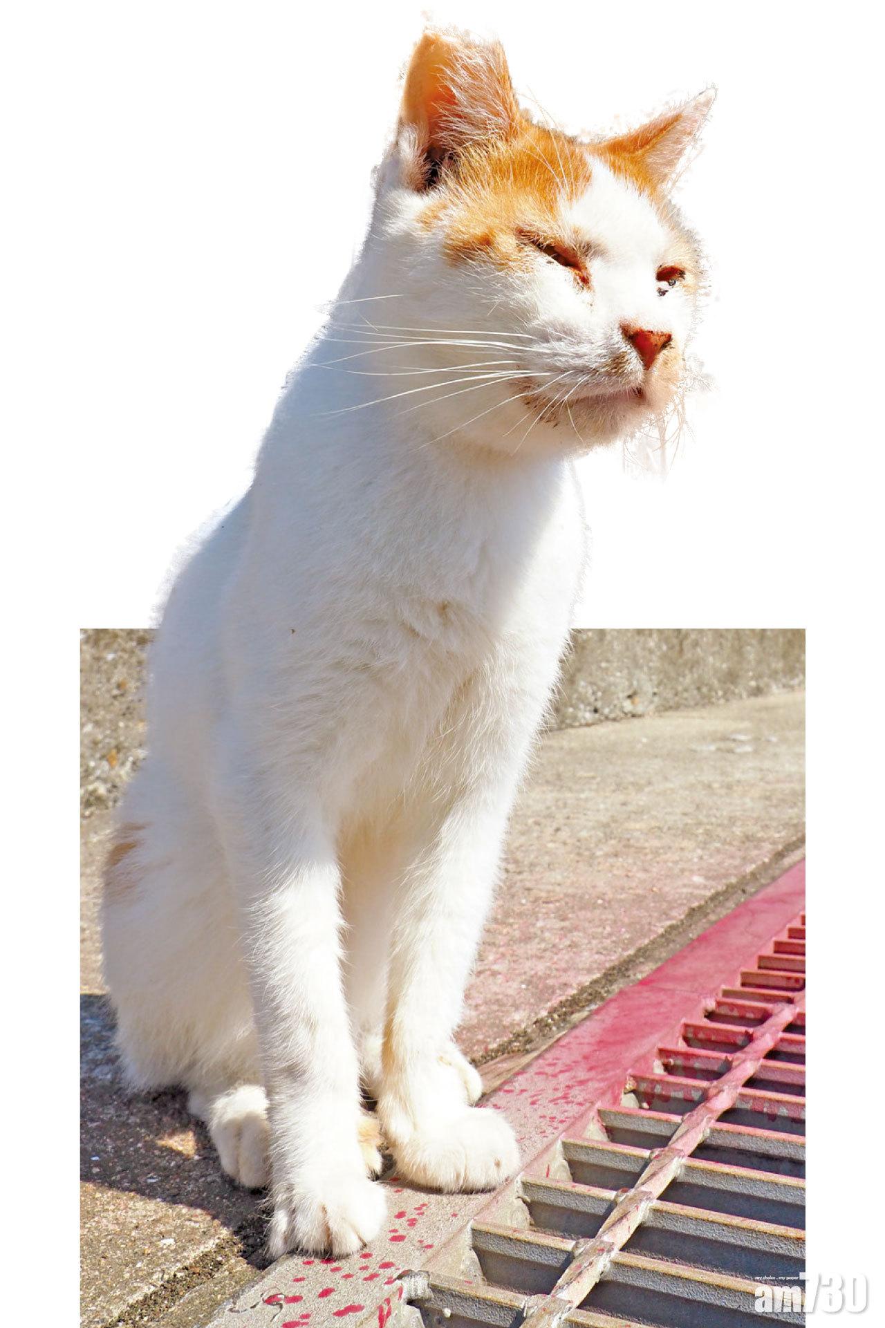 瀨戶內海島上的貓比人還要多,島民都愛貓如命。