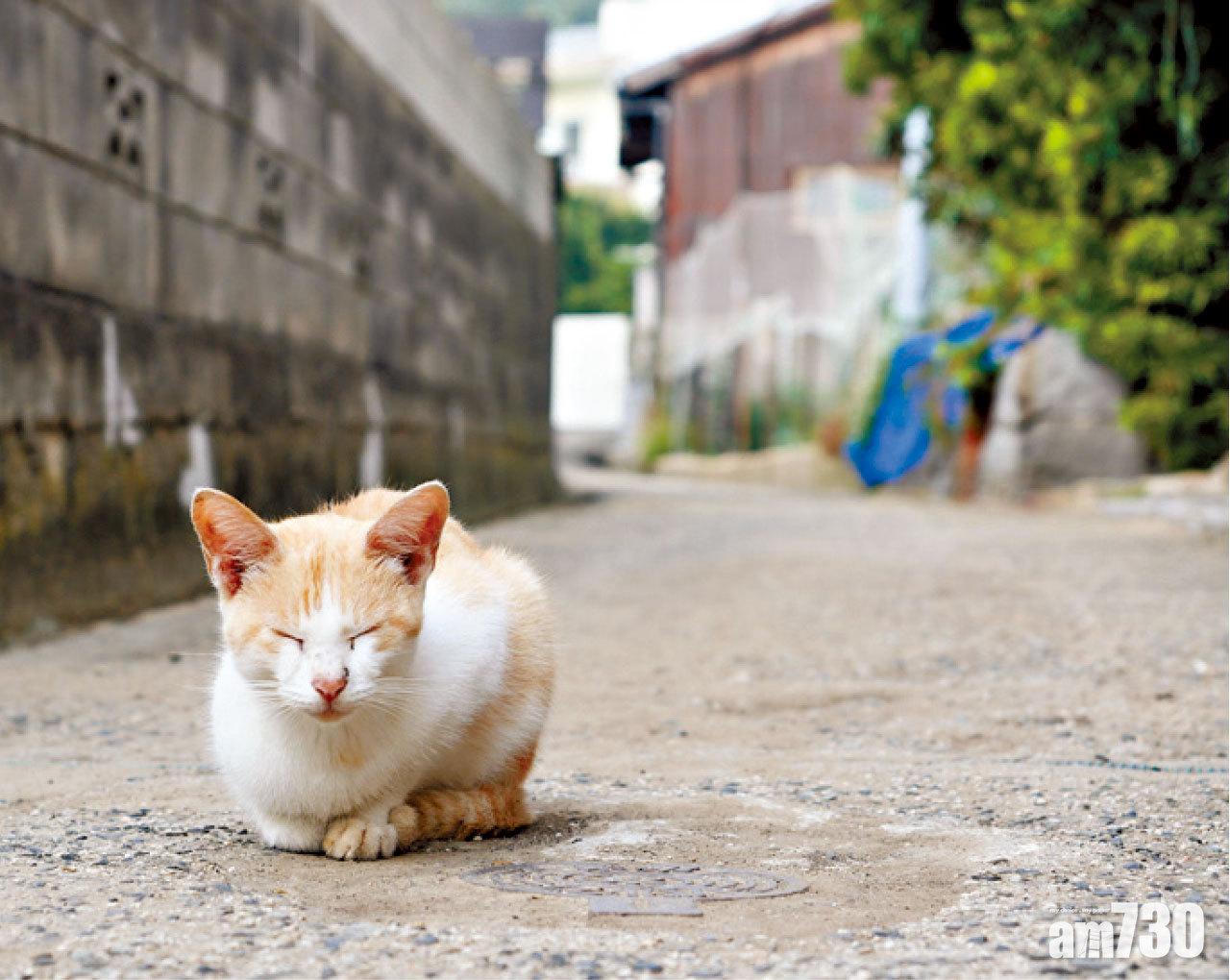 不管走到哪裏,總會碰上貓咪在路邊曬太陽。
