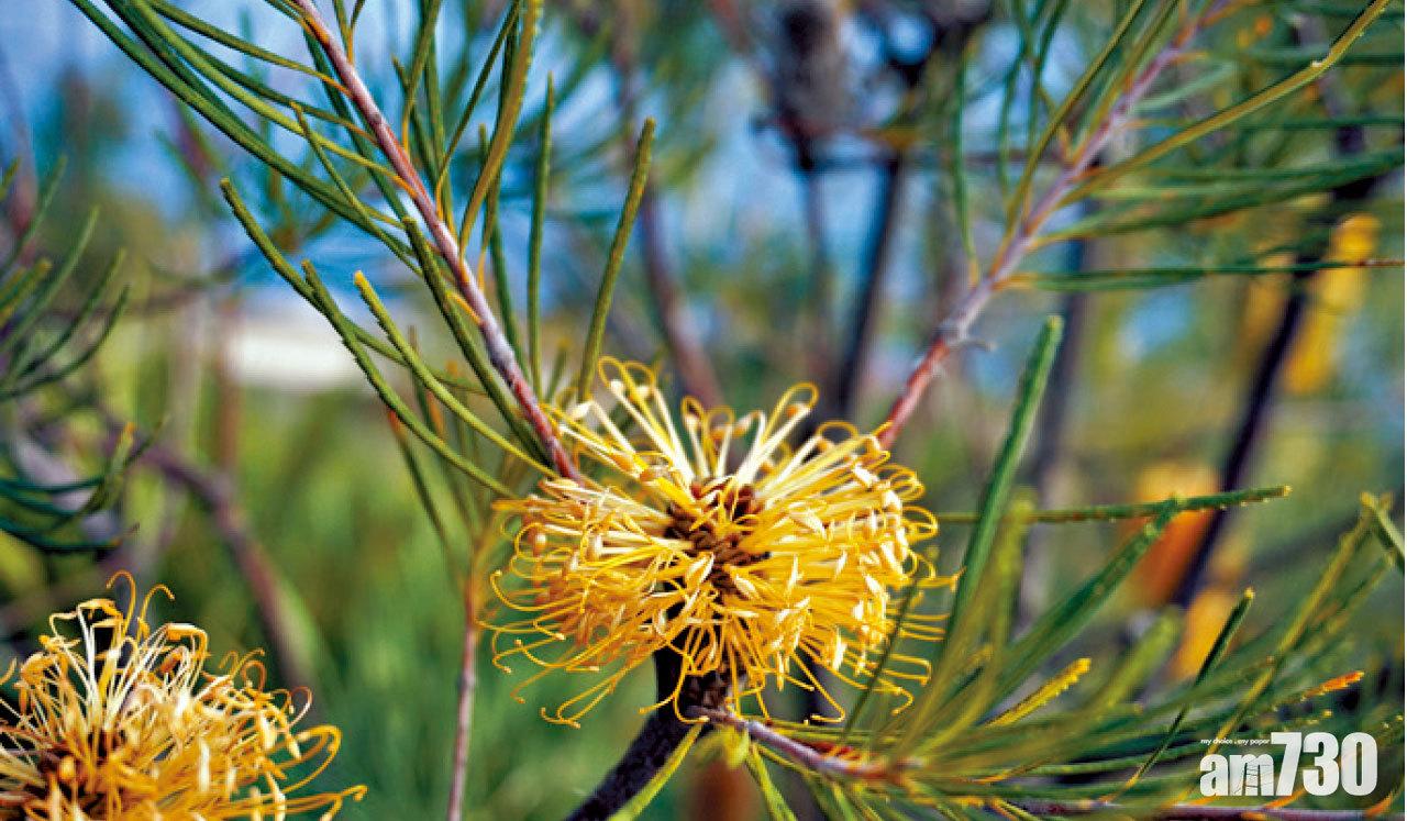 這種袋鼠草的氣味,正是原住民用來偽裝植物,讓獵物不易察覺的「工具」。