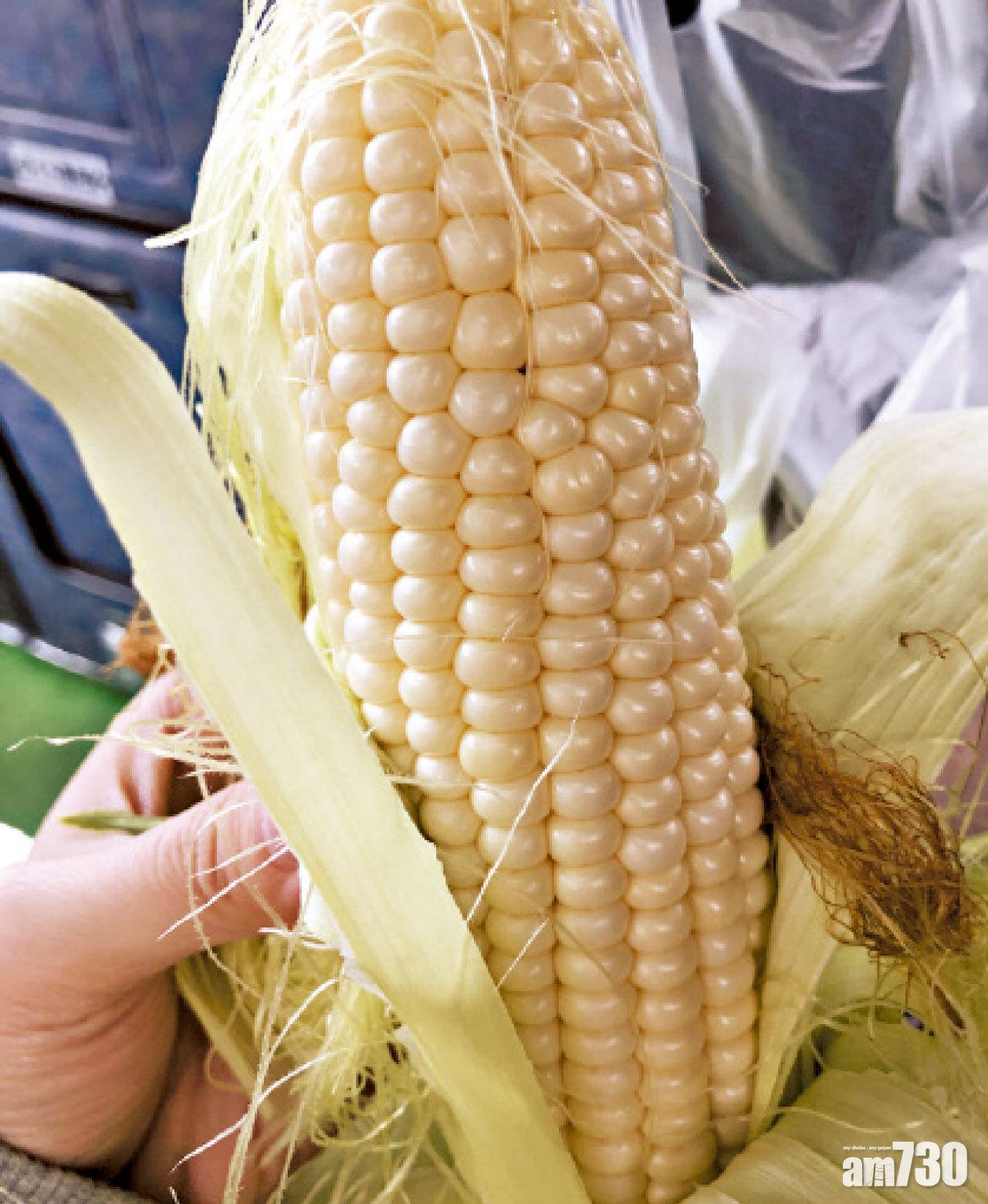北海道獨有粟米全白色,取名為「珍珠玉米」。