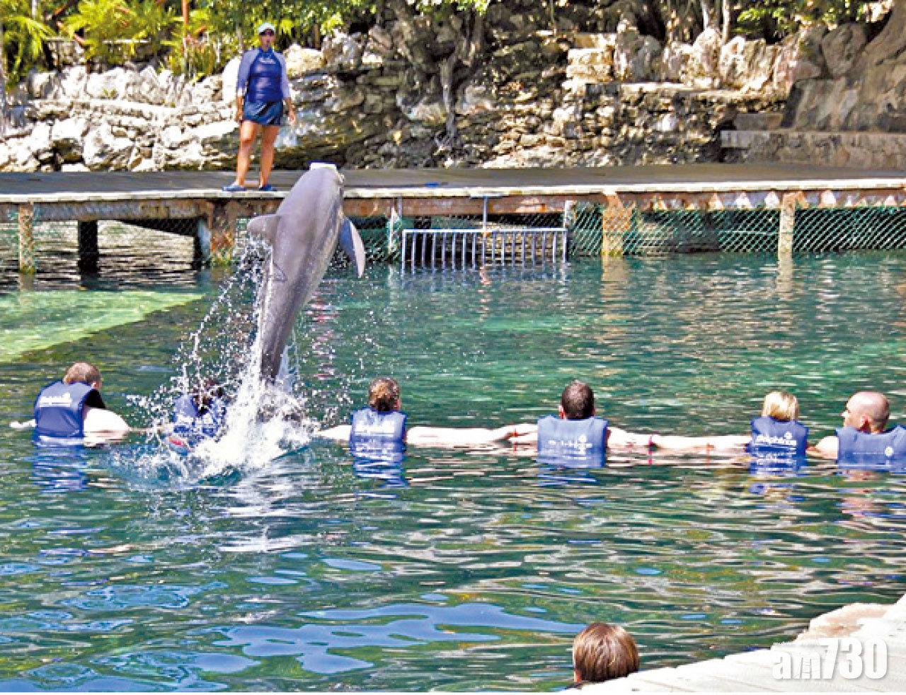 與海豚共泳深得參觀者歡心。