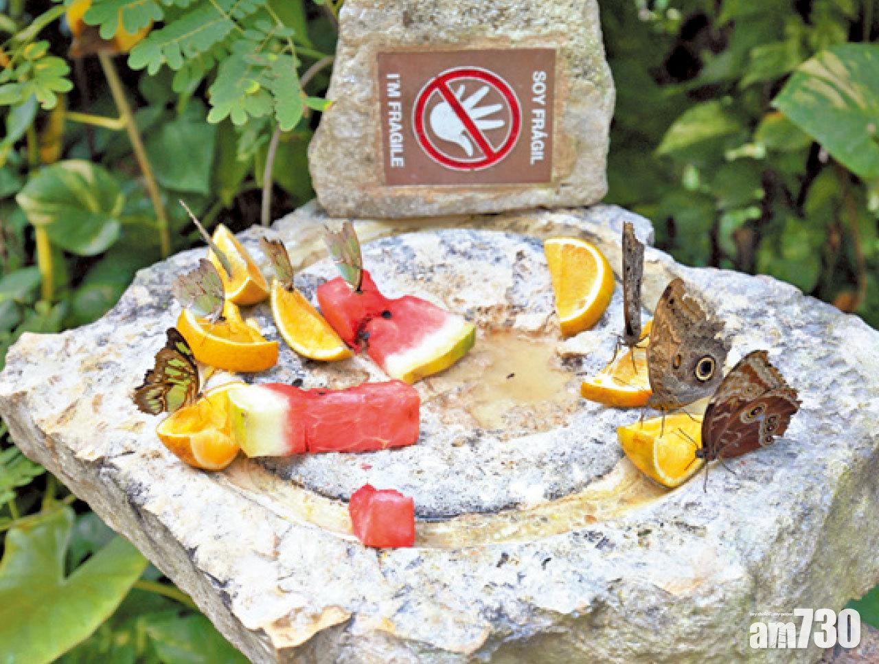 蝴蝶館的蝴蝶數目也算多。