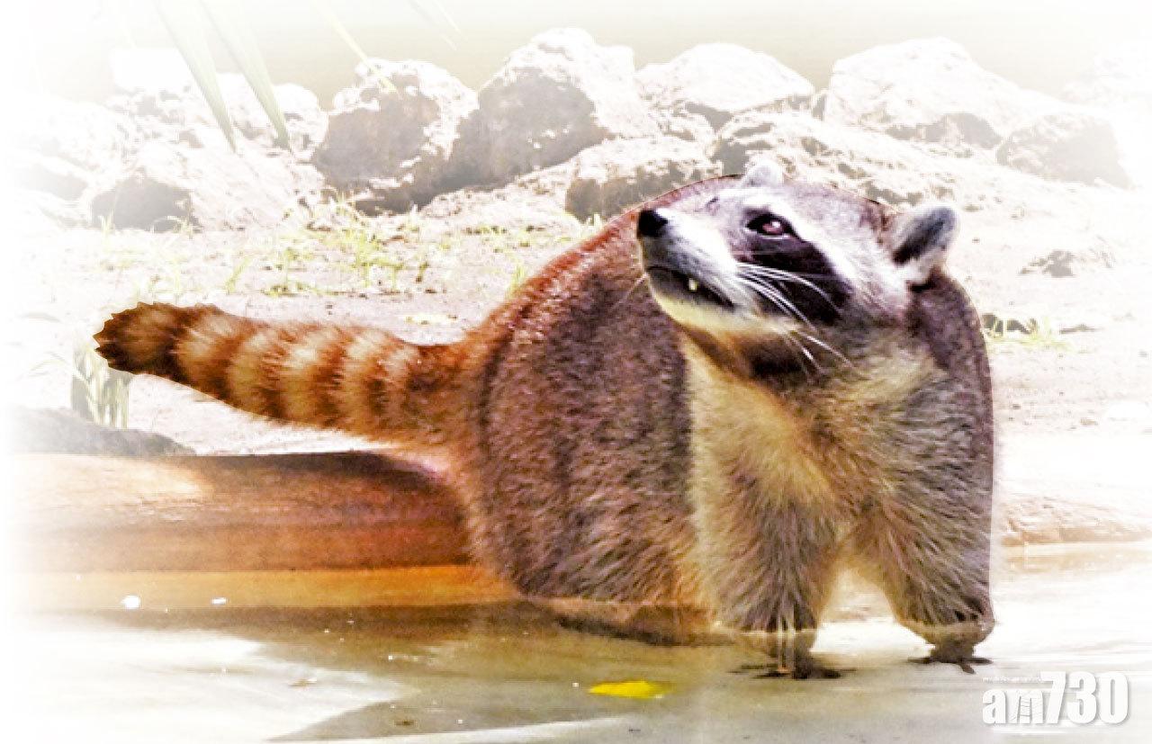 除了百鳥園,還有野生動物活動區。