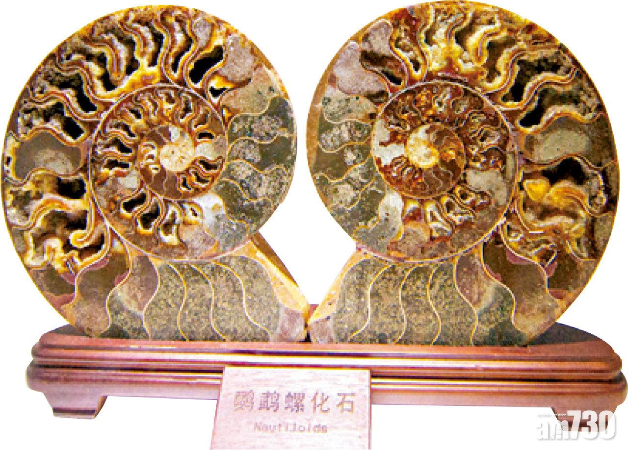 其中一個展區展示億萬年前的化石,令人大開眼界。