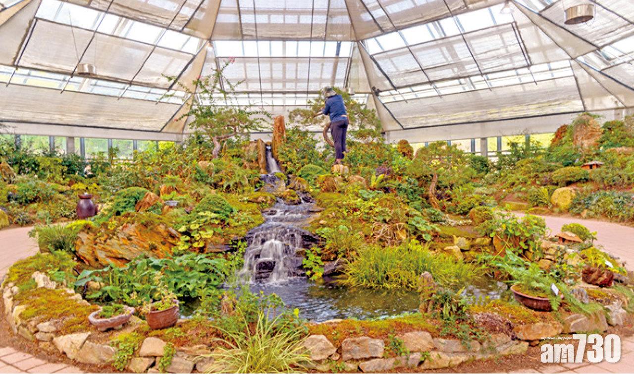 佔地三萬平方米的晨靜樹木園,設有一個大溫室放置盆景擺設。