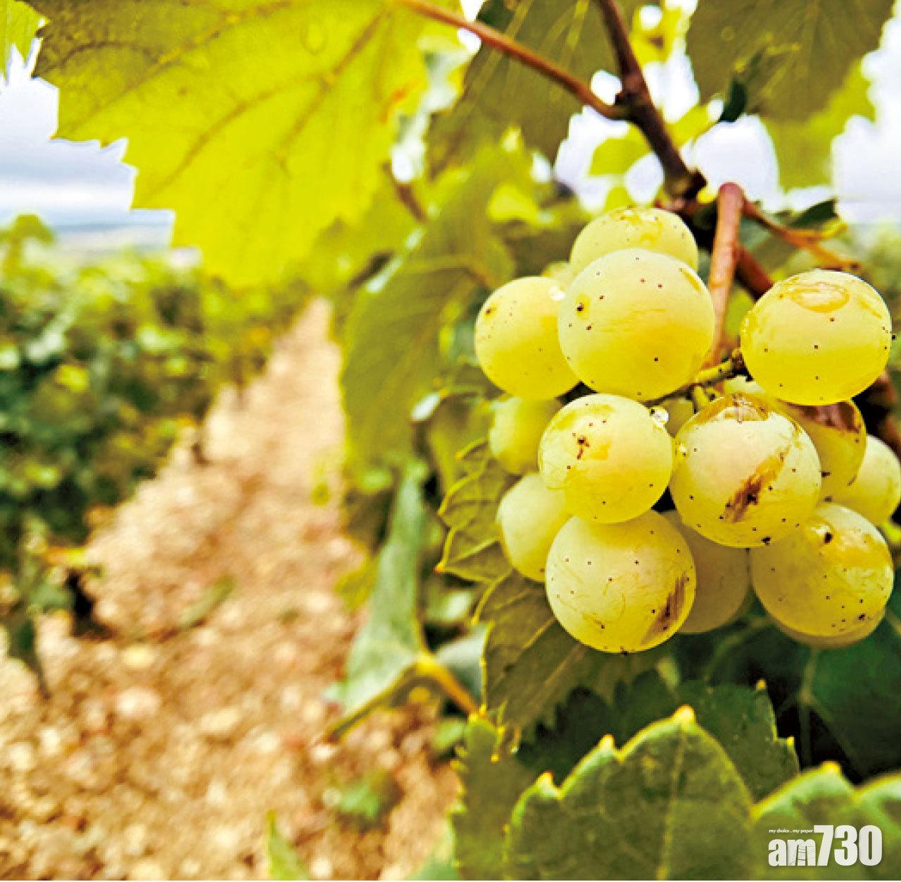 到訪當日葡萄收成已完結,但樹上仍有少少「滄海遺珠」。